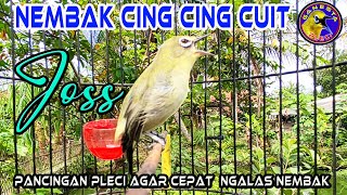 Pleci nGALAS Nembak Cing cing cuit cocok buat memancing pleci agar cepat ngalas