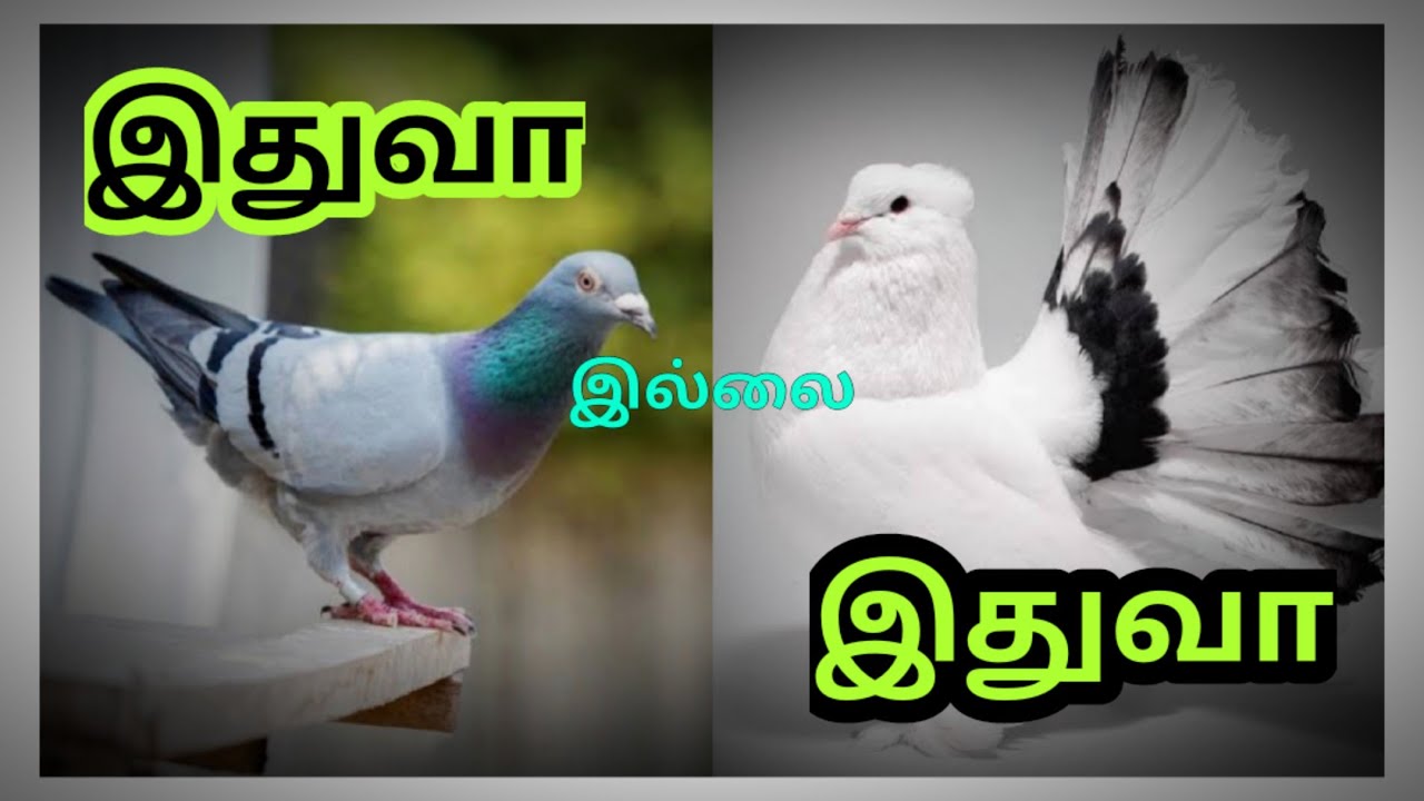 முதன்முதலில் வளர்க்க எந்த புறா சிறந்தது ? | WHICH PIGEON IS BEST FOR A BEGINNER ?