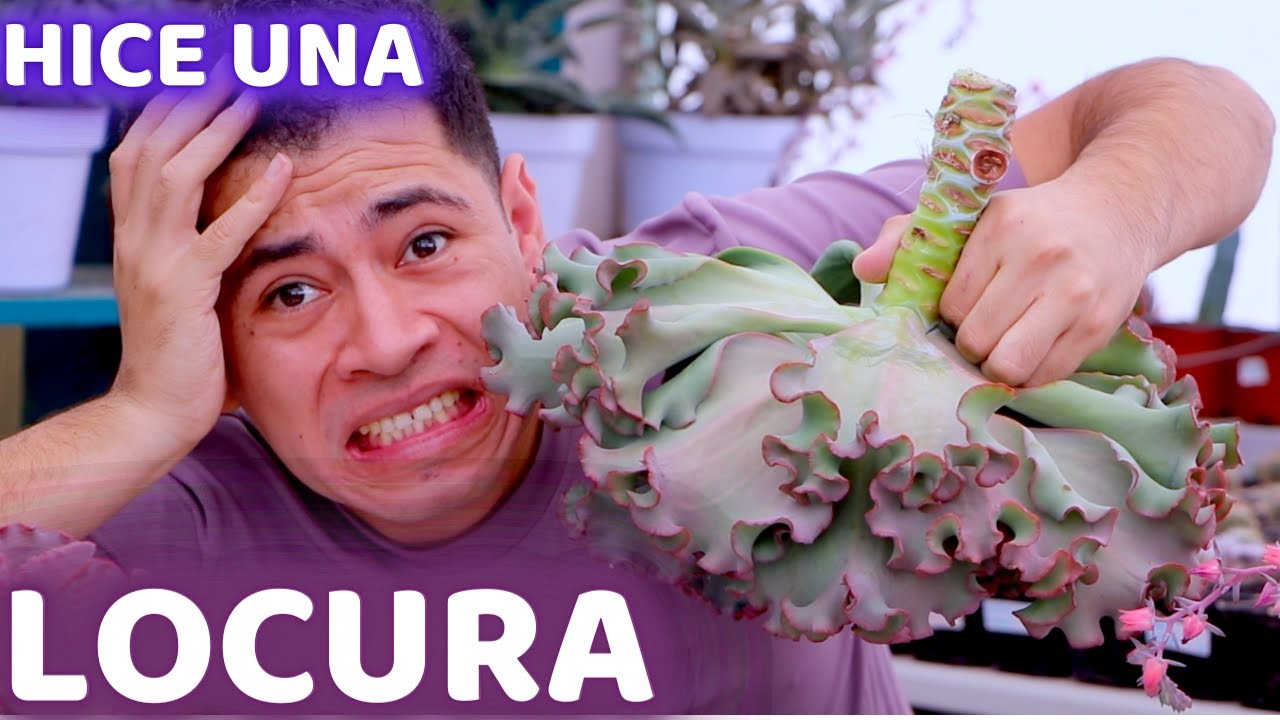 HICE UNA LOCURA CON LA SUCULENTA MAS ENORME DE MI COLECCION || TU JARDINERO EL CITADINO