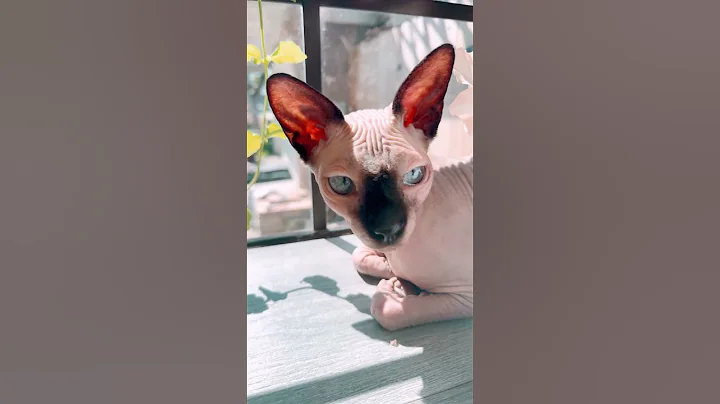Video 11616351: beautiful sphynx cat, pretty cat