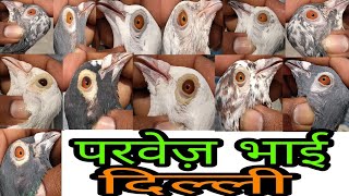 Parvez Bhai Ke Madrasi Kabutar Pigeon .Dilhi