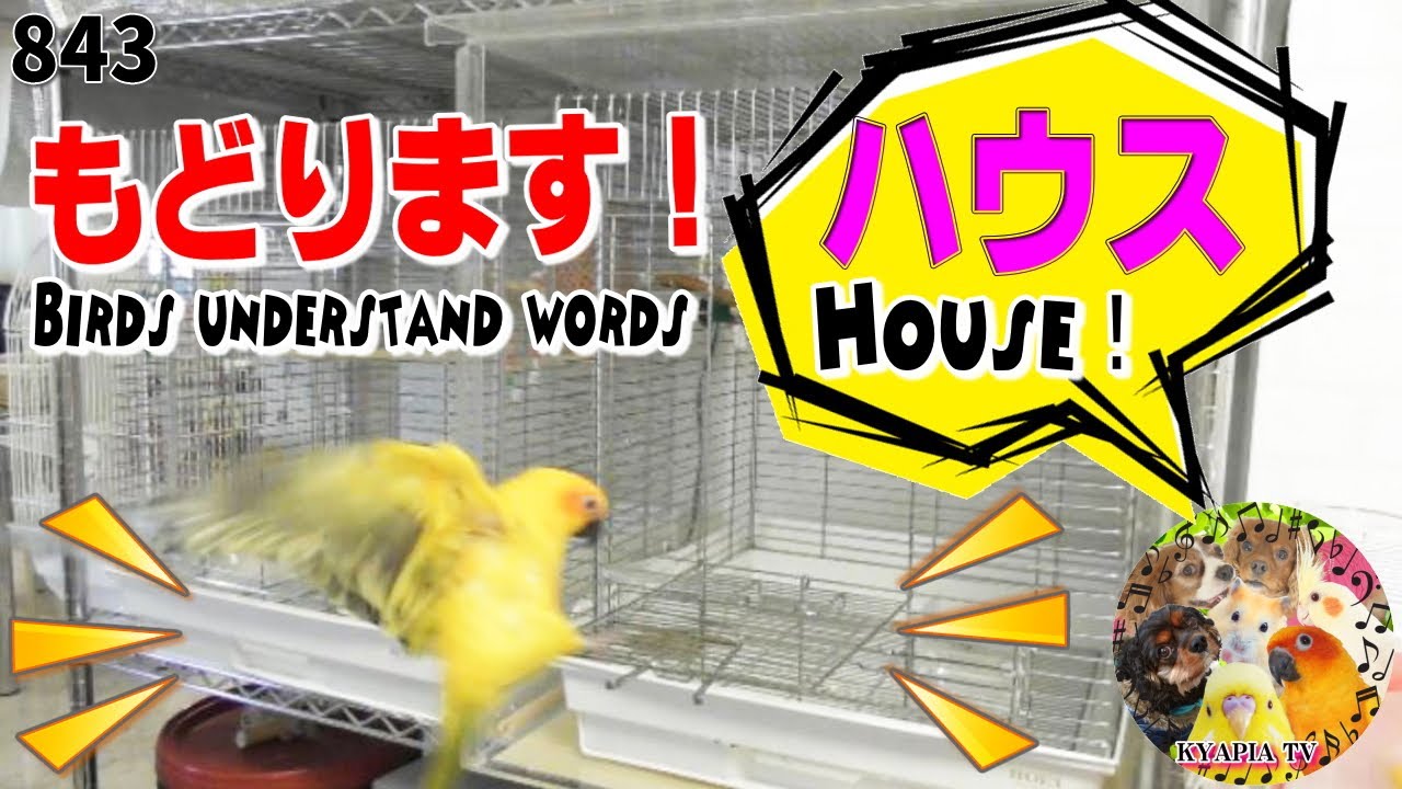 インコ・小鳥をケージに戻す方法2｜トレーニング・シツケ教え方 How to
