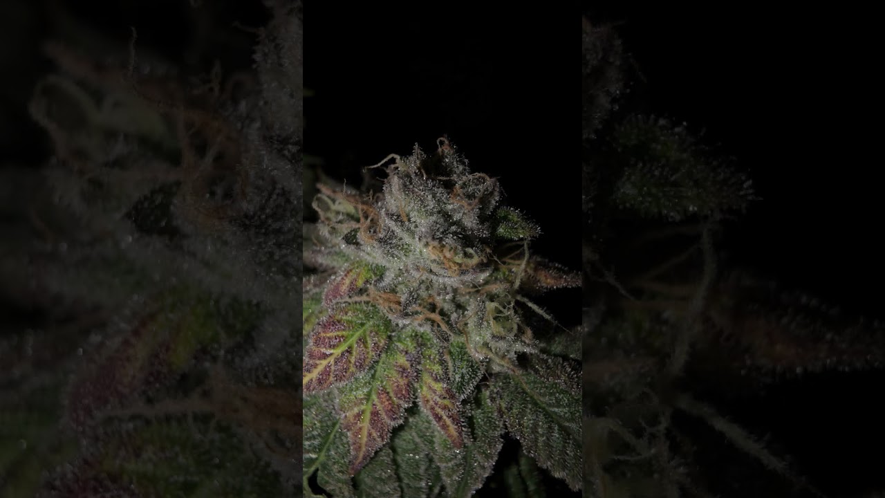 Garlic Budder - Humboldseeds / BT 59   