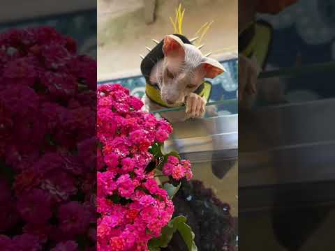 Peterbald cat and butterfly #cat #kitten #sphynx