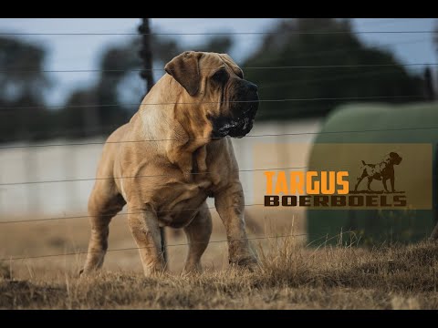 Targus RAM Boerboel South African Boerboel