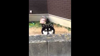 かわいいイッヌ Youtube