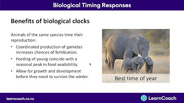 NCEA Biology L3 : Biological timing