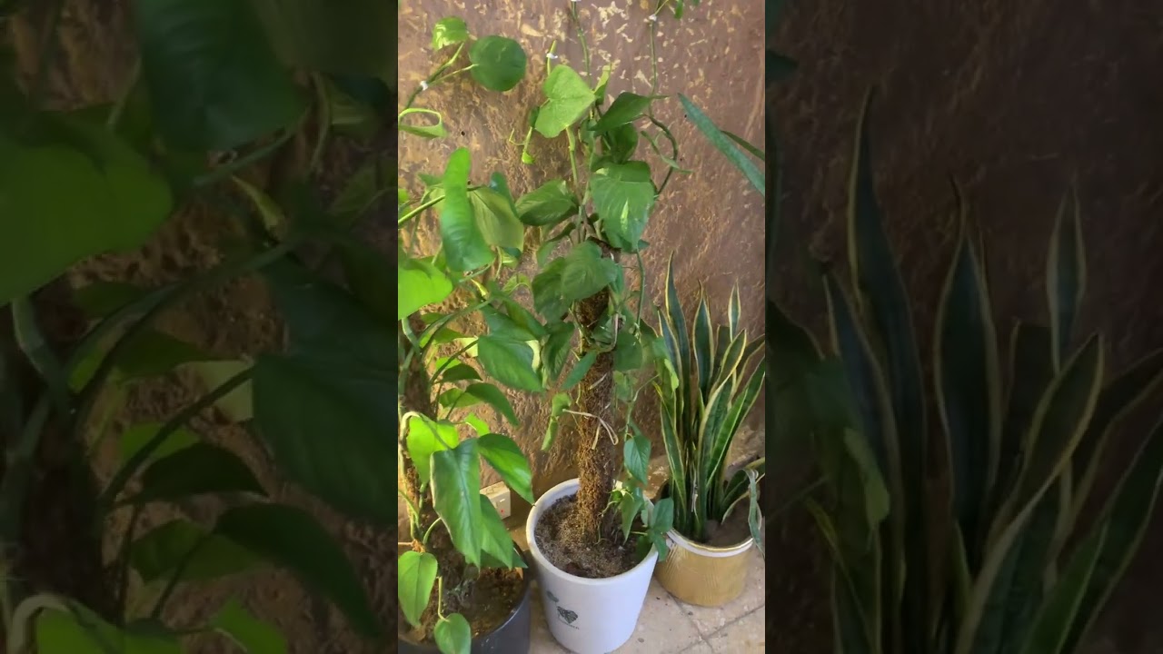 توفير المكان المناسب مهم جدا للنباتات