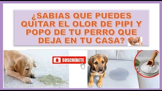 SABIAS QUE PUEDES QUITAR EL OLOR A PIPI Y POPO DE TU CASA? #parati #mascotas #adopcion #dog #fyp