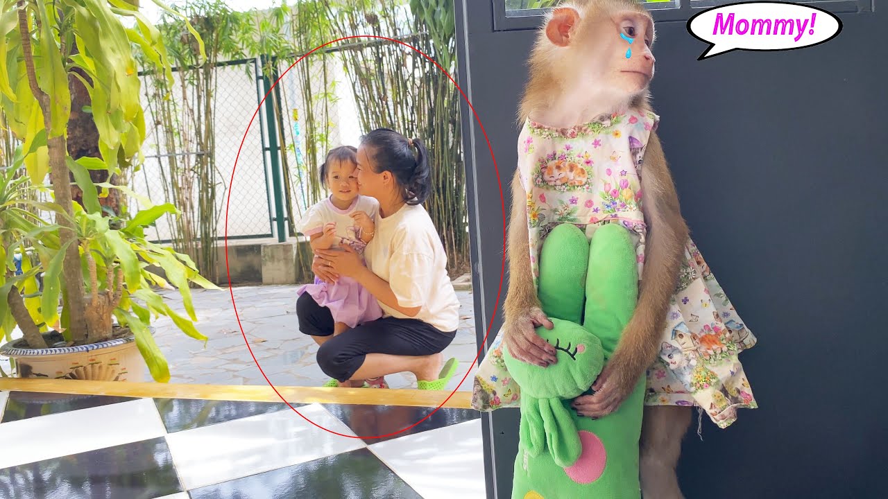 Обезьянка Лили ревновала, когда видела, как ее мать играет с ребенком, и игнорировала ее.