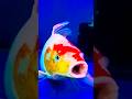 🐠 Milky Koi Veiltail 💖 | Royal Look & Stunning Style #fishlover #shortsfeed #fish #shorts