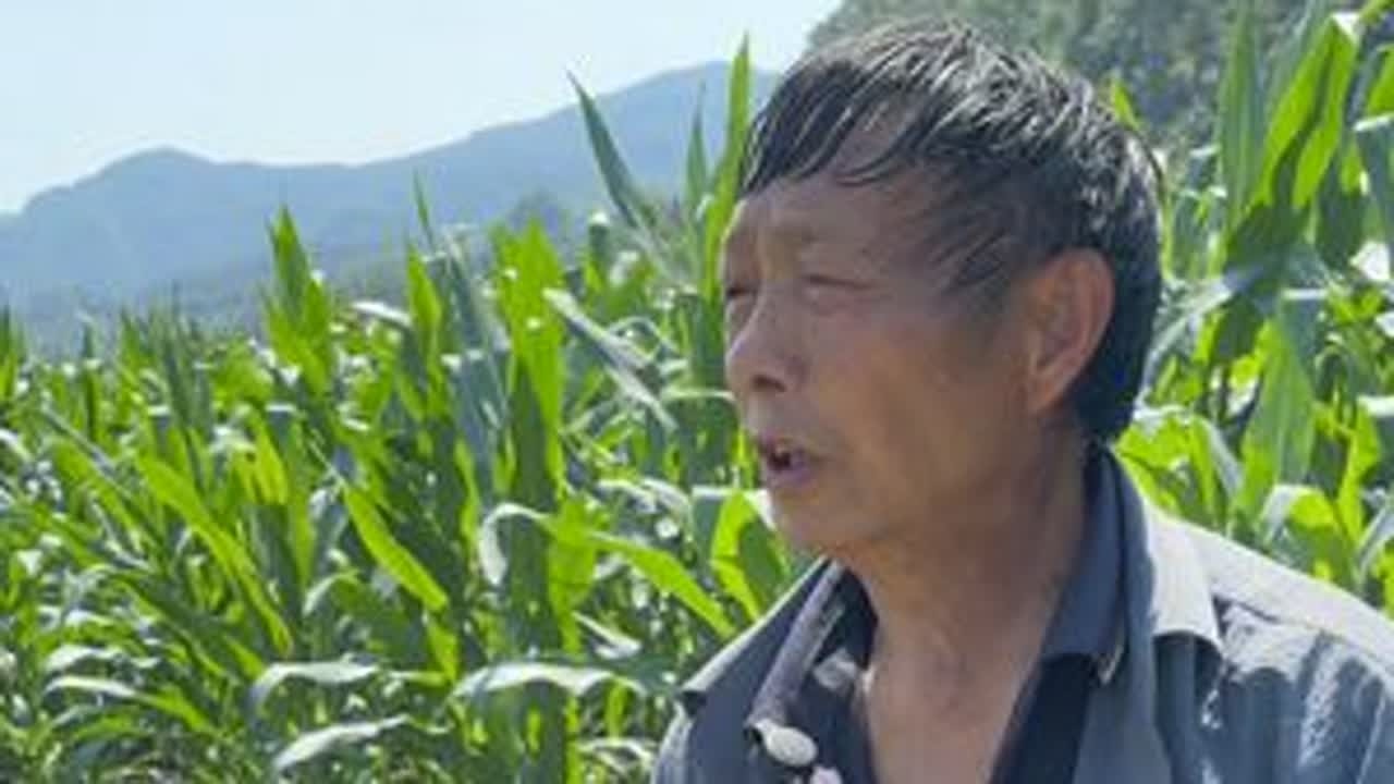 老年人了就是说不听那么大的太阳还在坡上#我的乡村生活