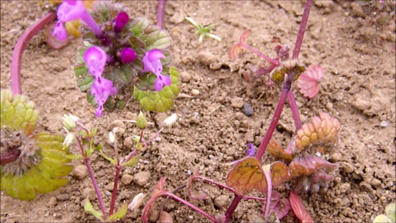 これでも雑草 一面に美しい紅紫色の花 ホトケノザ Youtube