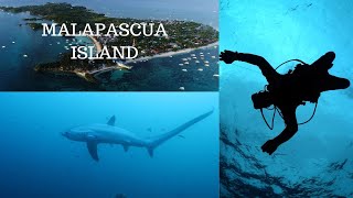 Diving w/ Thresher Sharks in the Philippines