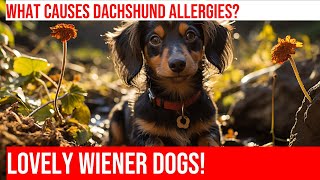 Dachshunds and Allergies: Causes, Symptoms & Management