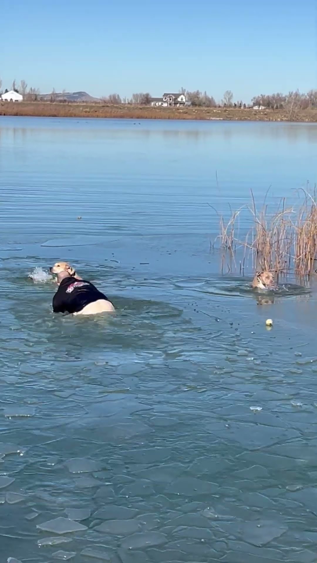 Owner Rescues Dogs That Fell Through Lake Ice || ViralHog