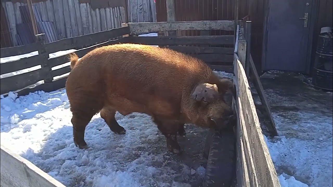 Попрощались с Рэдом. Сколько вышел мясом, сколько стоит сдать хряка на ...