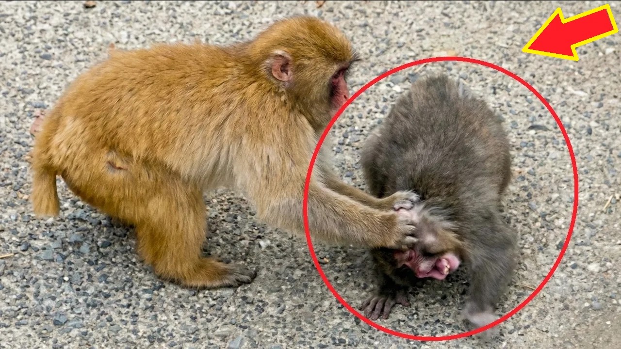 Viral Baby Monkey Punch Faces a Scary Moment — Then His Best Friend Steps In