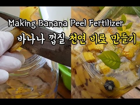 Making banana peel fertilizer for free - Natural fertilizer with good plant growth