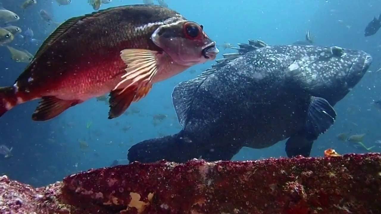 South West Rocks Dive Two......Cave Dive...Was it a Great White