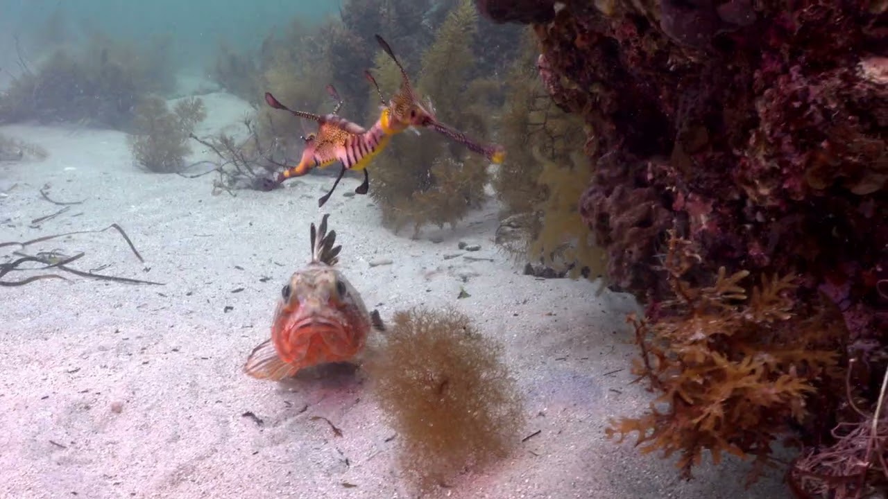 Hobart second drift 21 02 26