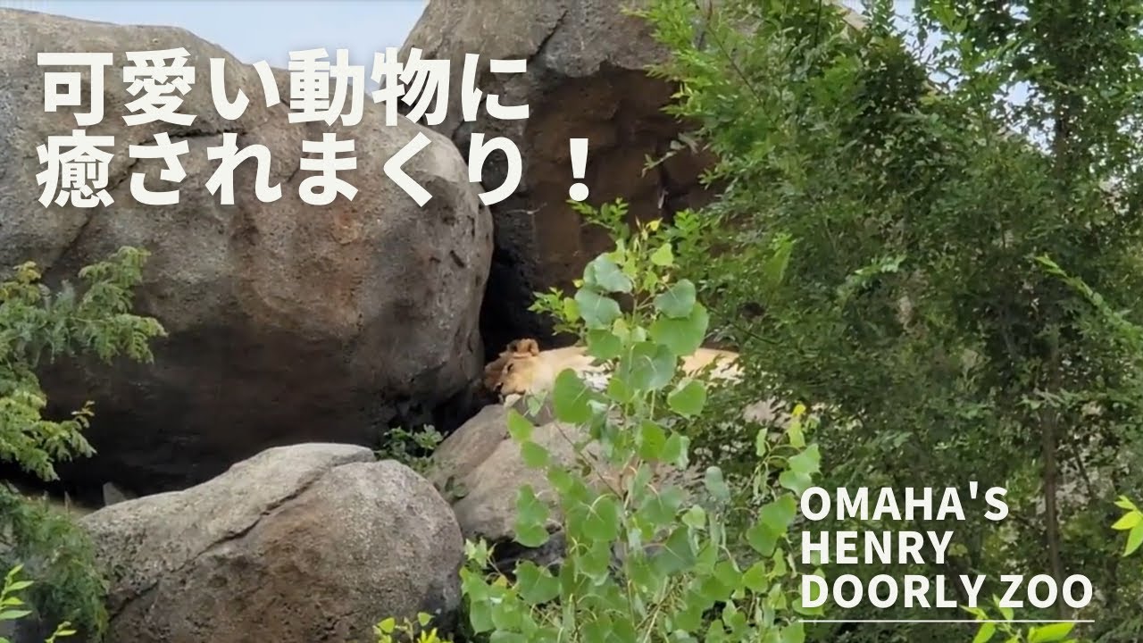 世界一の動物園に行ってみたら色々やばかった Omaha S Henry Doorly Zoo Youtube