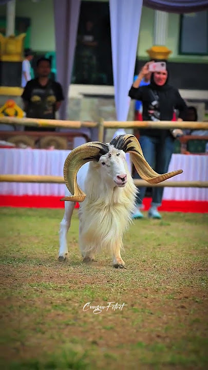 Gagah gini domba 😎  DOMINO nya PDP GEDE KANCANA #dombakontes #dombasheep #dombakasep #domba #goat
