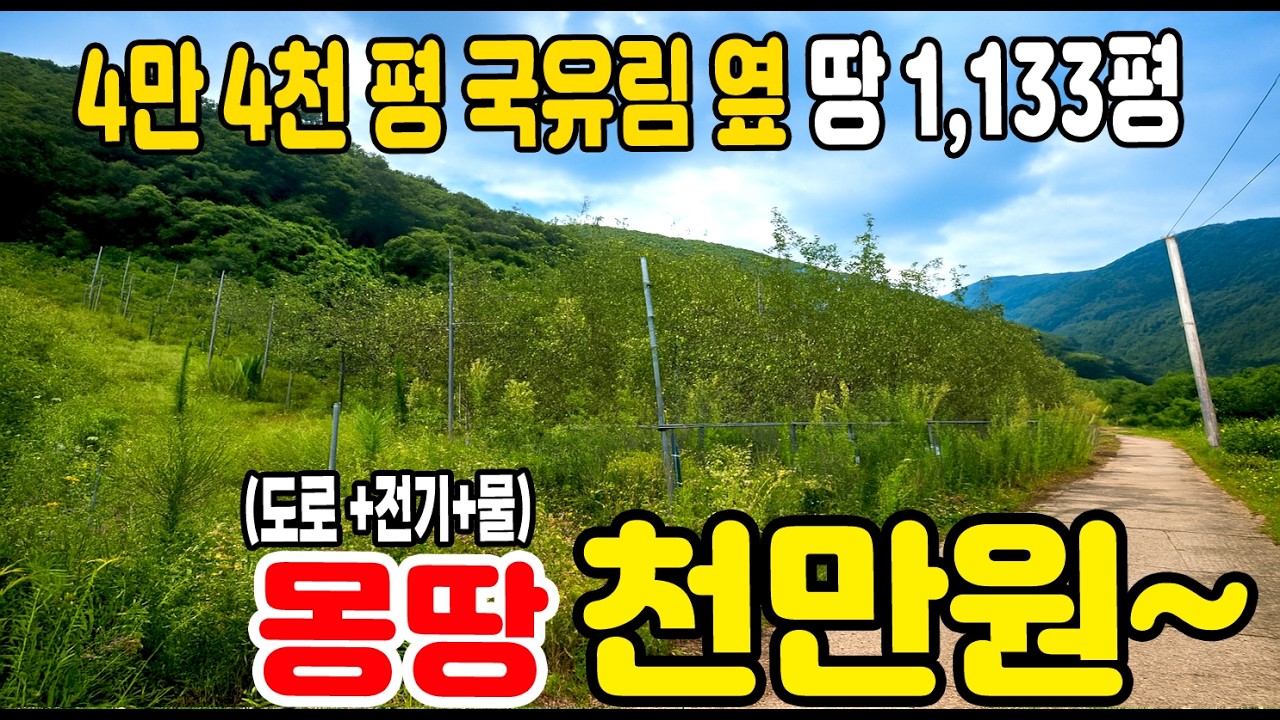 4만 4천 평 국유림을 앞마당처럼! 단돈 천만원대로 '최고의 자연인 땅' 1,133평 주인 되세요.