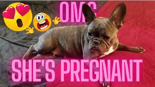 How To Tell If Your Dog Is Pregnant French Bulldog Pregnancy Journey Day 40