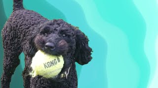 #Funnydog Skills  Poodle Compilation | Best Tricks & Stunts