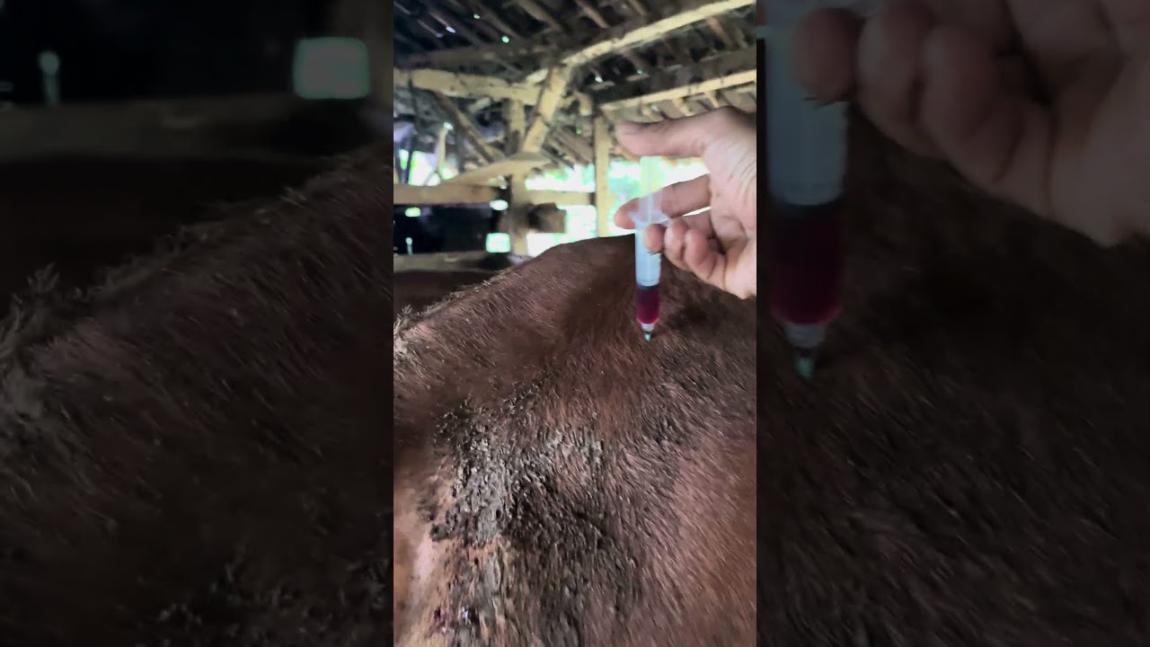 Injection of vitamin b12 in bunting limousine cows #shots #cow