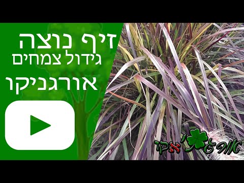 וִידֵאוֹ: זִיף