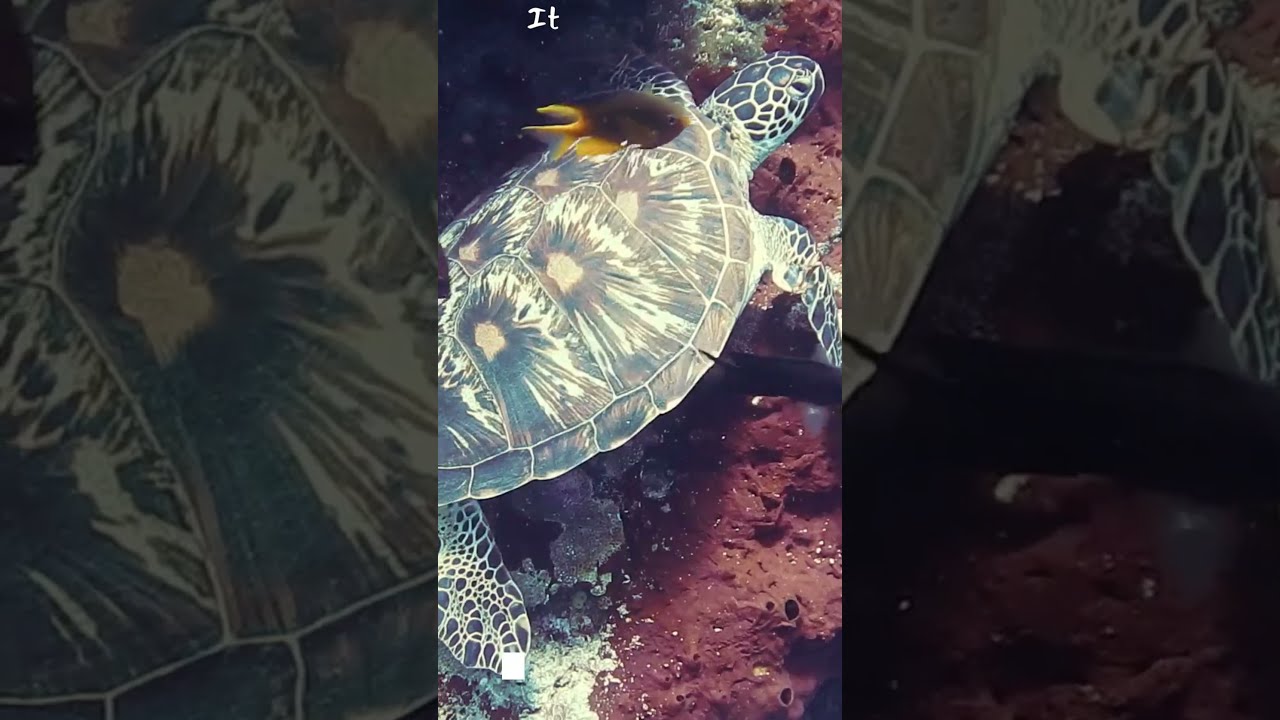 �� Delve into the Hidden Depths: Unveiling the Secrets of Uncharted Ocean Species! �� - YouTube