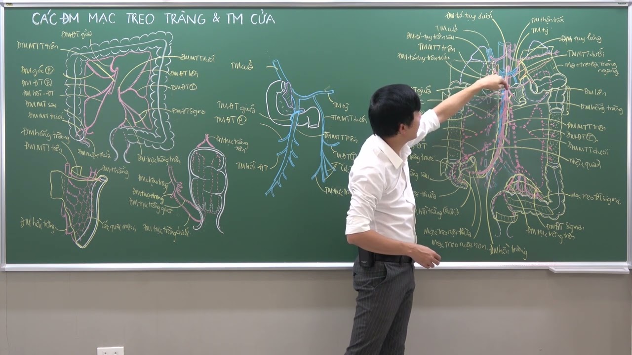 BỤNG: TĨNH MẠCH CỬA