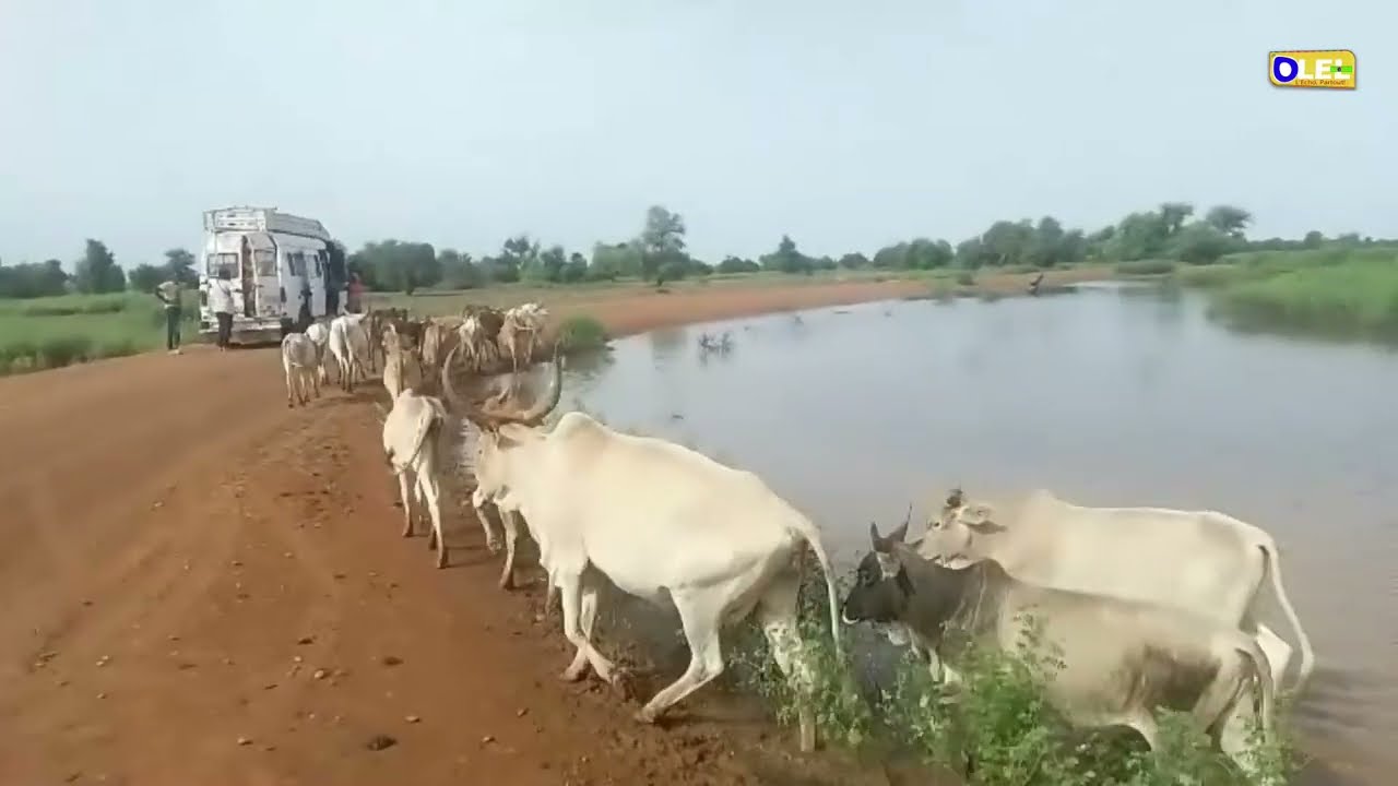 URGENT: CRIS DE COEUR DE LA POPULATION DE LOBALY ET DE GOUREL DARA LA ROUTE EST COUPÉ PAR LE FLEUVE