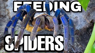 Feeding my Giant Spiders + Unboxing the COOLEST Tarantula Enclosures EVER!