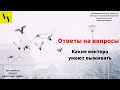 Какие вектора умеют выживать. ВектораВсем. Проект Вячеслава Юнева