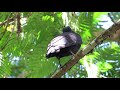 Bare-necked umbrellabird | Cephalopterus glabricollis | Pajaro Sombrilla