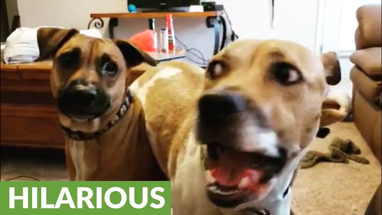 Silly pup uses doggy friend for piggyback ride YouTube