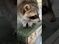shorts Funny raccoon