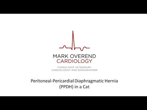 Video: Hernia Between The Pericardium And Peritoneum In Cats