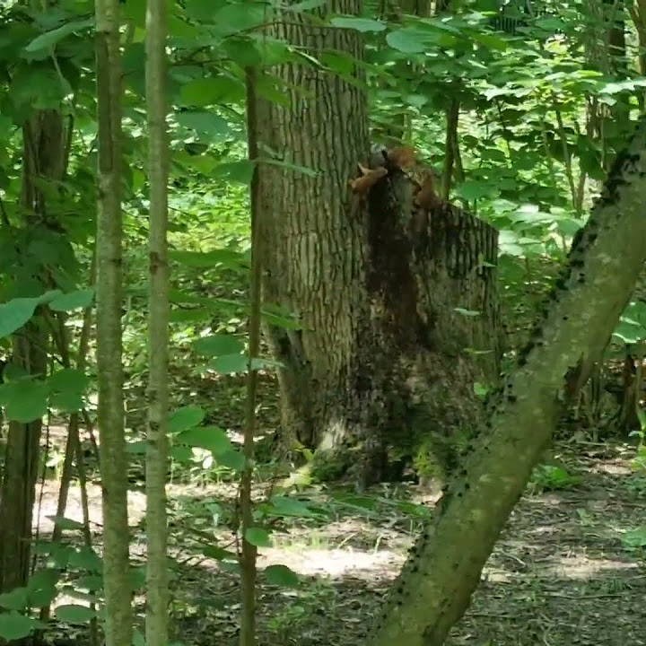 Белка с бельчатами в лесу 🐾🐿🐿🐿🐿🐿🌳🌲🤗 🌄 #белки #бельчонок #животные #лес ...
