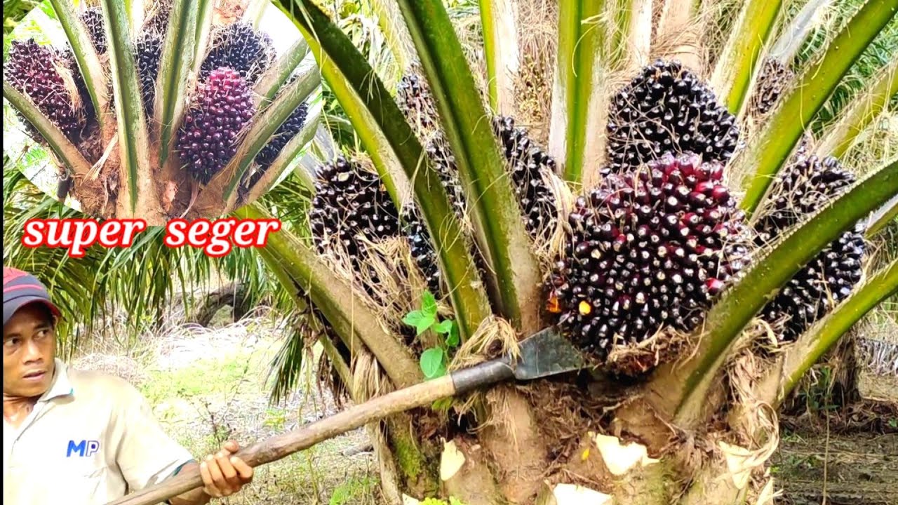 panen sawit London Sumatra buahnya wah