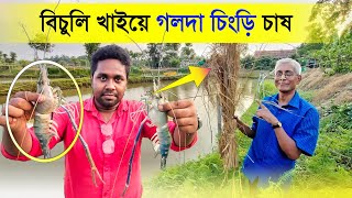 বিচুলি খাইয়ে গলদা চিংড়ি চাষ | Shrimp Farming | পুকুরে চিংড়ি চাষ | Prawn Farming | Fish Farming