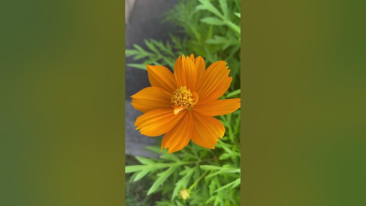 Sulfur Cosmos #plants #flowers #youtubeshorts #ytshorts #nature Sulfur Cosmos #plants #flowers #youtubeshorts #ytshorts #nature