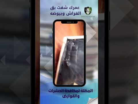 عمرك شفت حشرة بق الفراش والبيوض بق الفراش 
