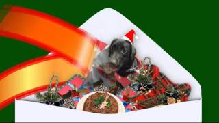 わんだFull Movie Ver.opal Full Of Vigor Dimension Leo