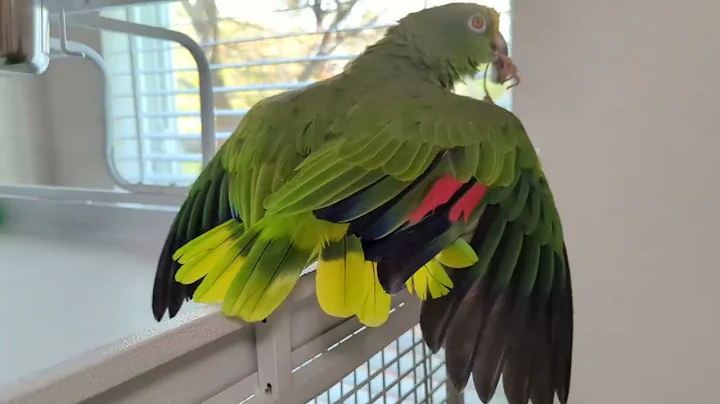 Freedom the Parrot is Macho Male with His Prized Bell & Wings Out Called Posturing! Oviedo, Florida