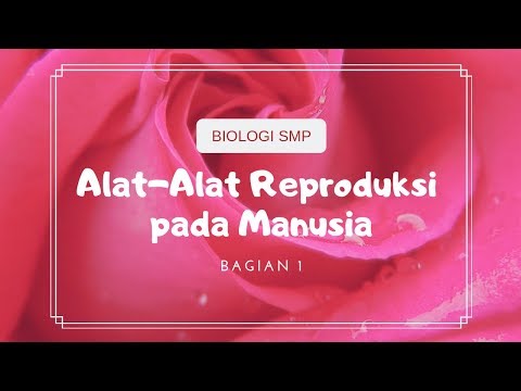 Biologi SMP Alat Alat Reproduksi Pada Manusia 1