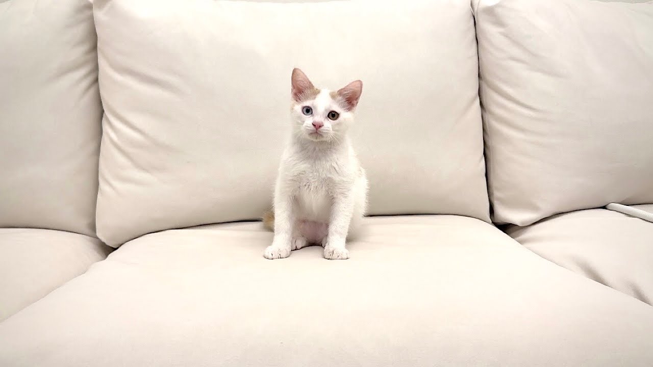 保護した子猫が緊急手術することになりました。